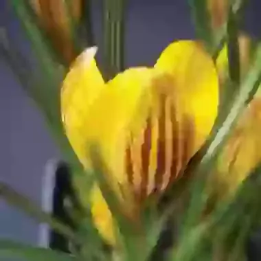 Chrys. Fuscotinctus